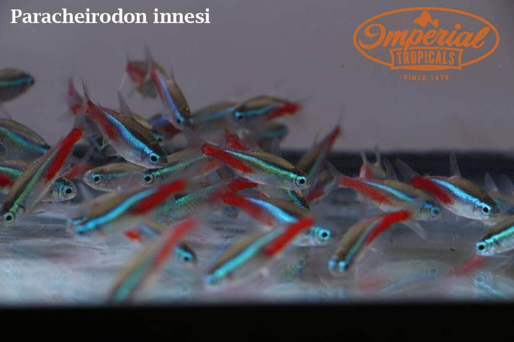 Neon Tetra