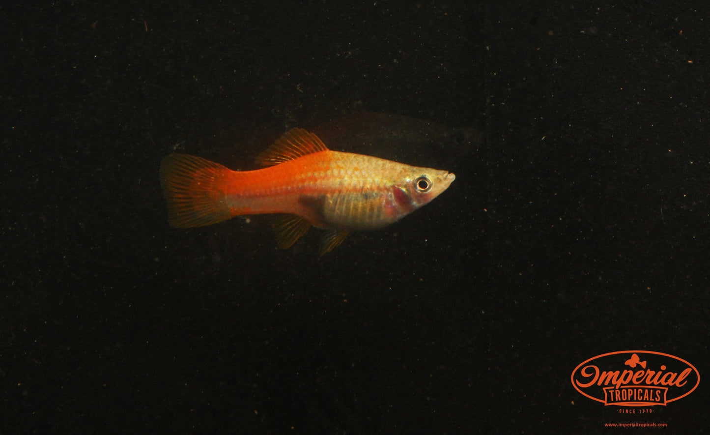 Neon Swordtail (Xiphophorus hellerii) - Imperial Tropicals