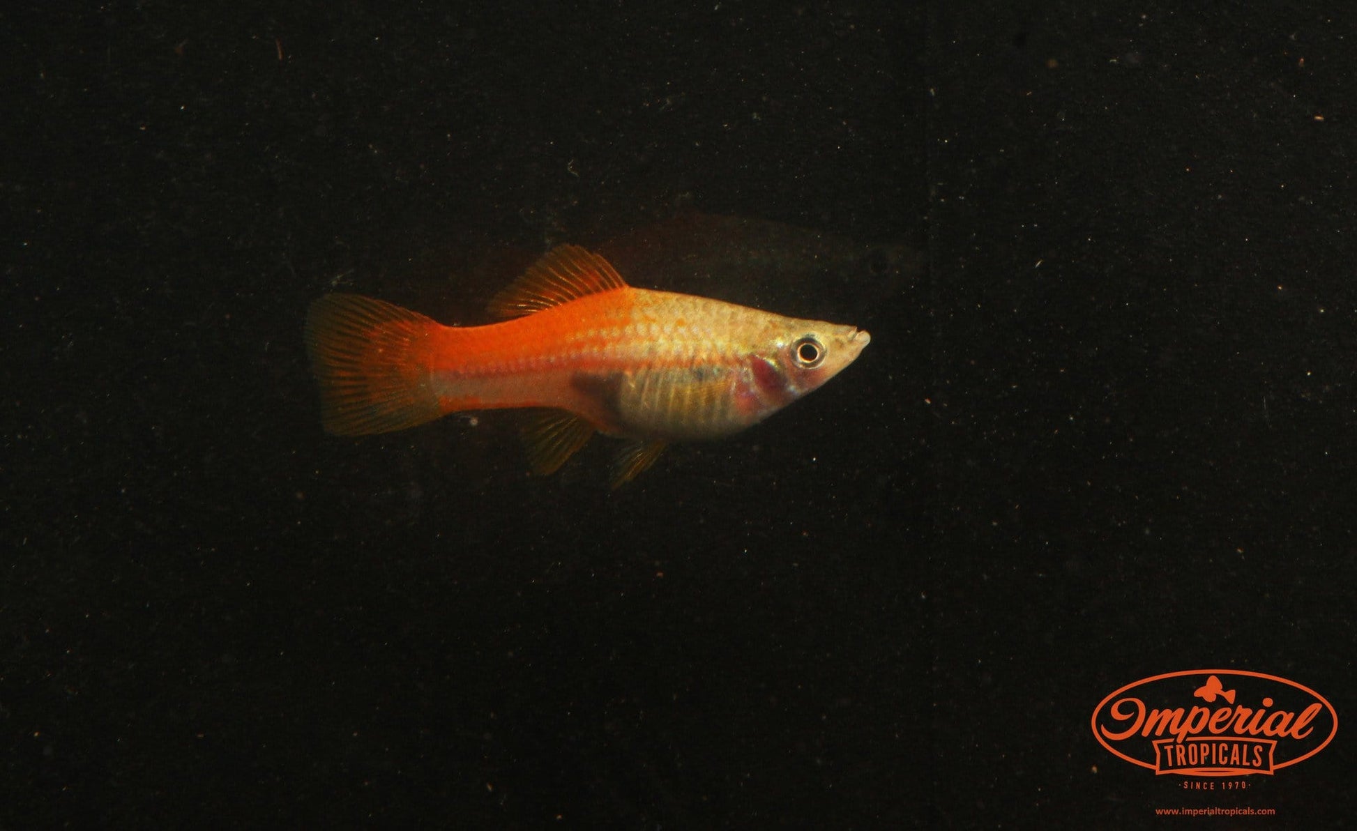 Neon Swordtail (Xiphophorus hellerii) - Imperial Tropicals