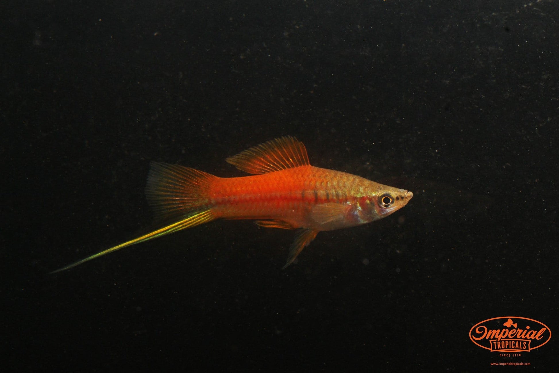 Neon Swordtail (Xiphophorus hellerii) - Imperial Tropicals