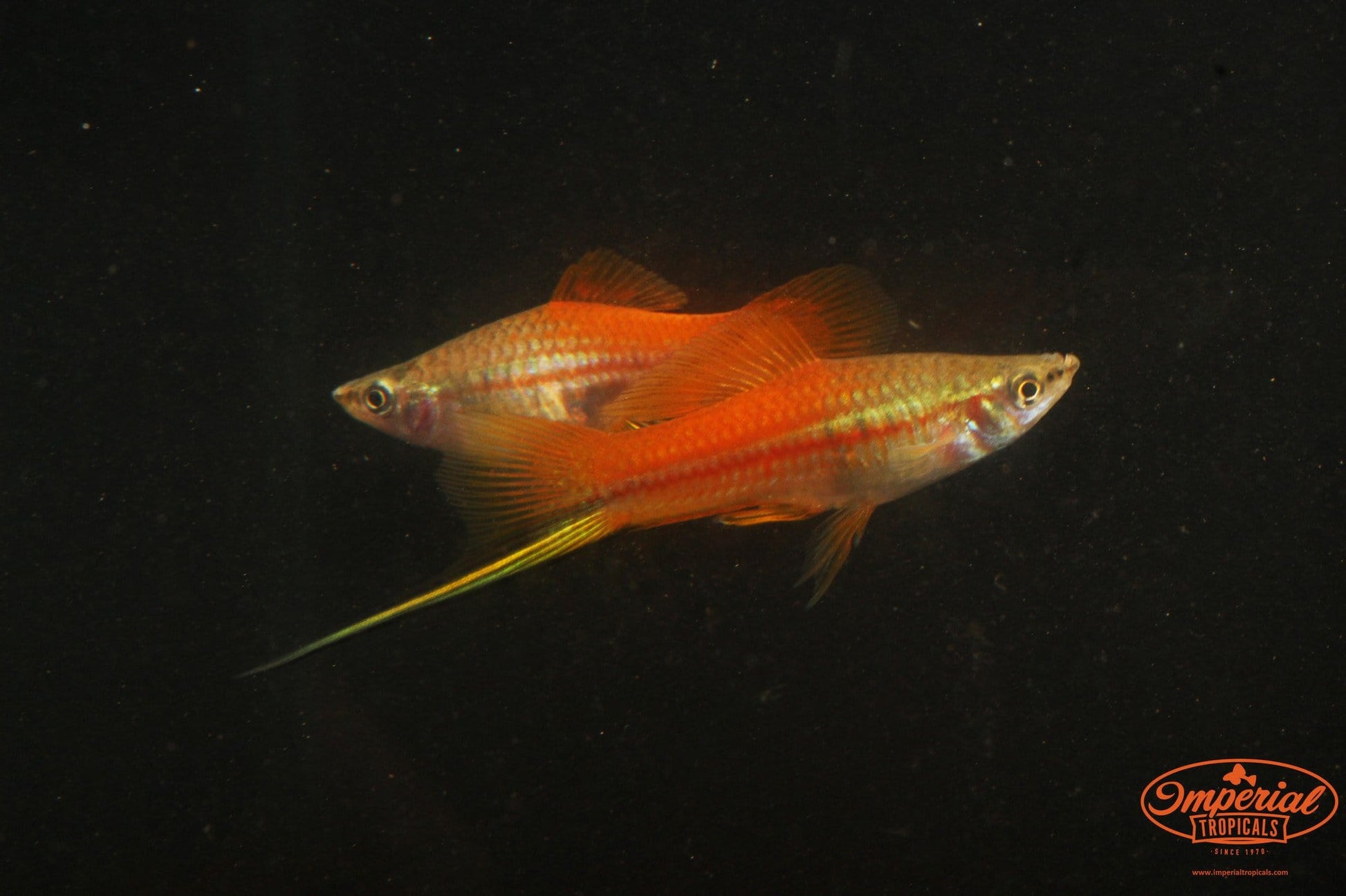 Neon Swordtail (Xiphophorus hellerii) - Imperial Tropicals