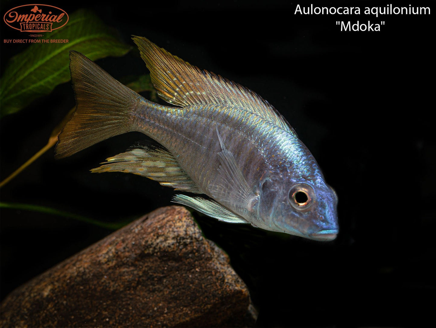 Aulonocara aquilonium "Mdoka"