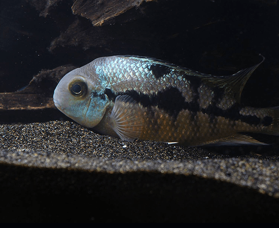 Nicaraguan Cichlid (Hypsophrys nicaraguensis) - Imperial Tropicals