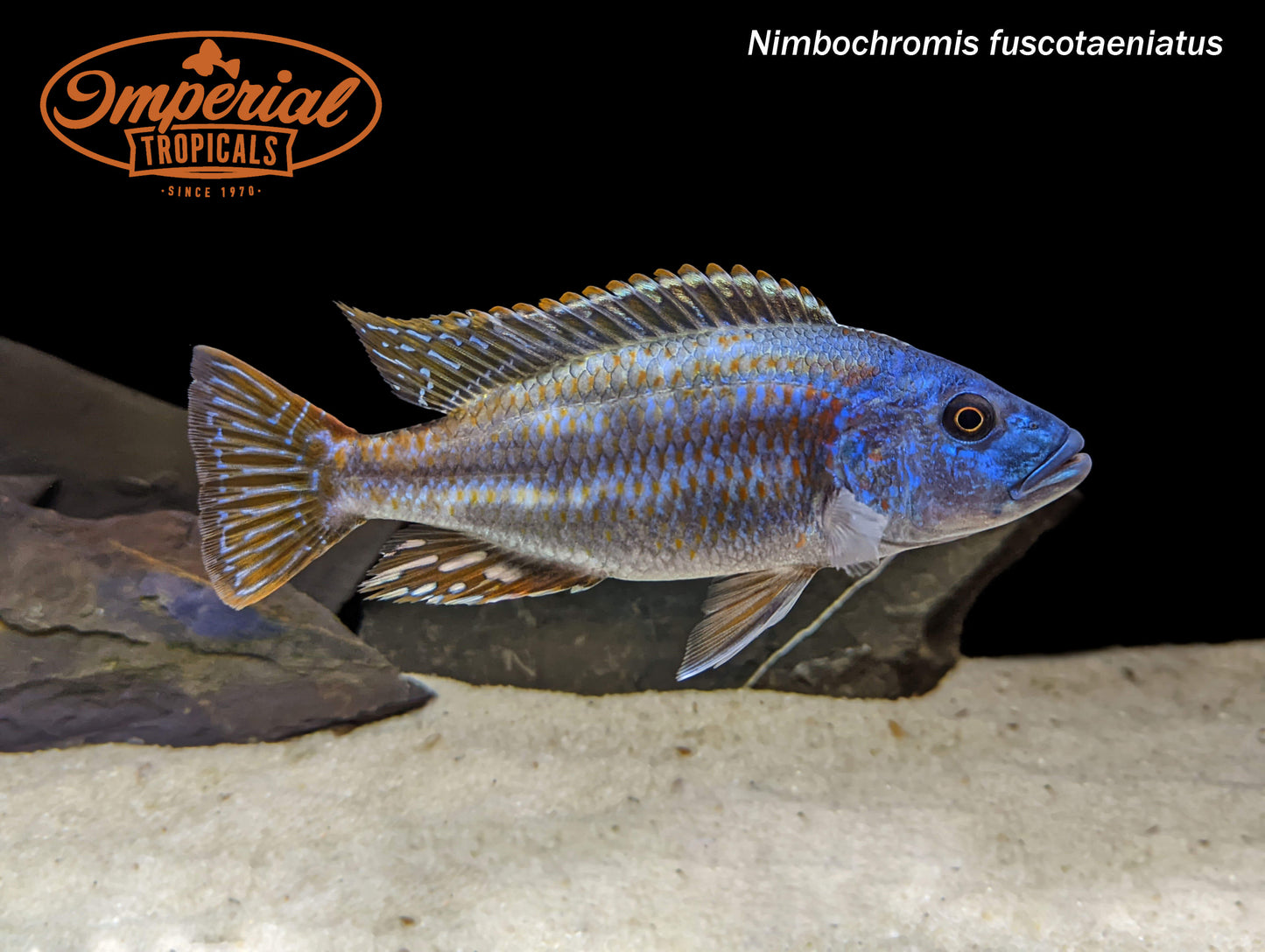 Nimbochromis fuscotaeniatus