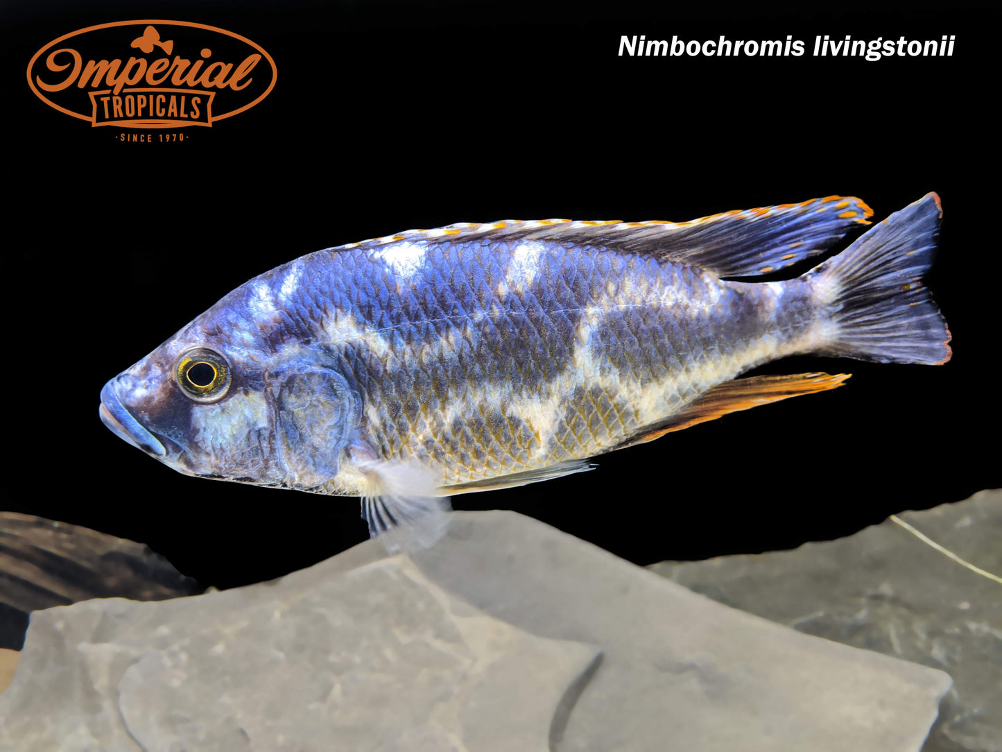 Nimbochromis livingstonii