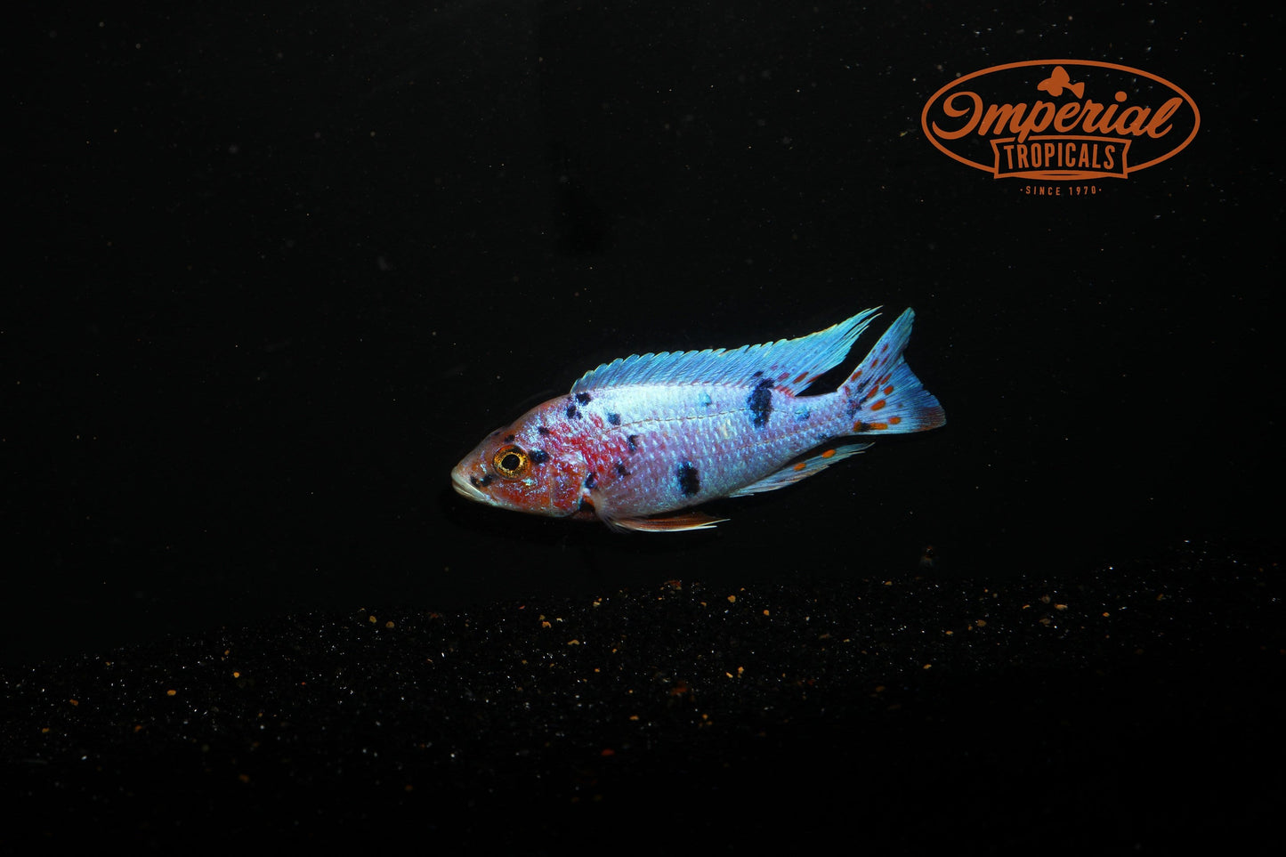 OB "Ahli" Hybrid - Imperial Tropicals