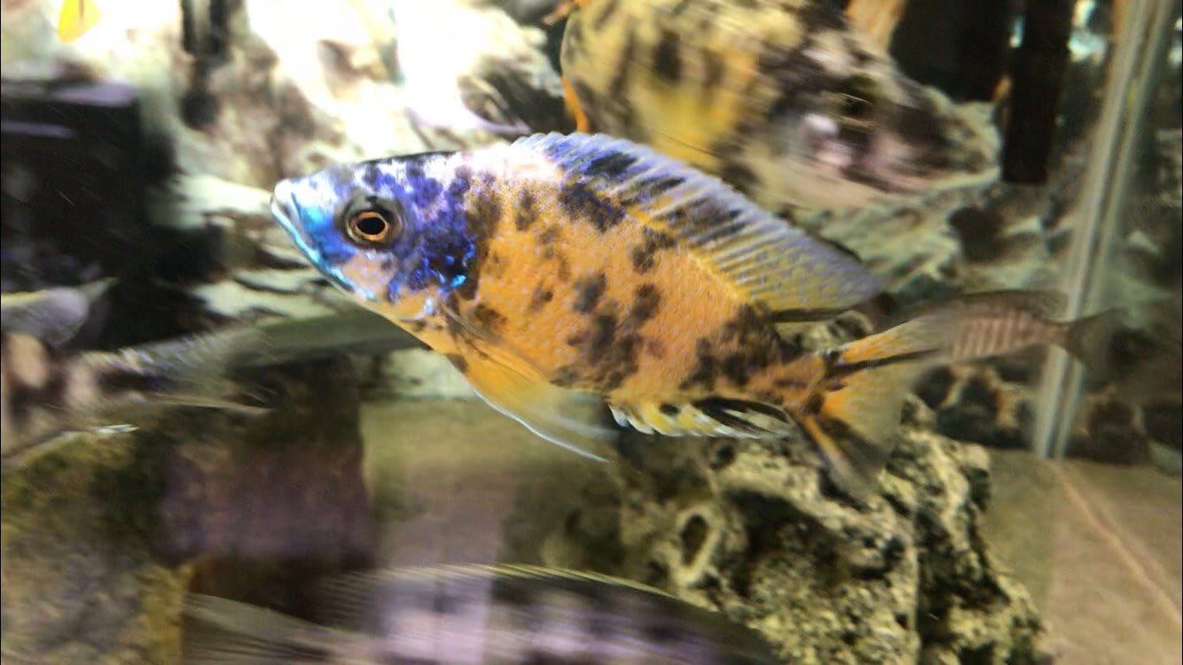 OB Borleyi (Copadichromis borleyi) - Imperial Tropicals