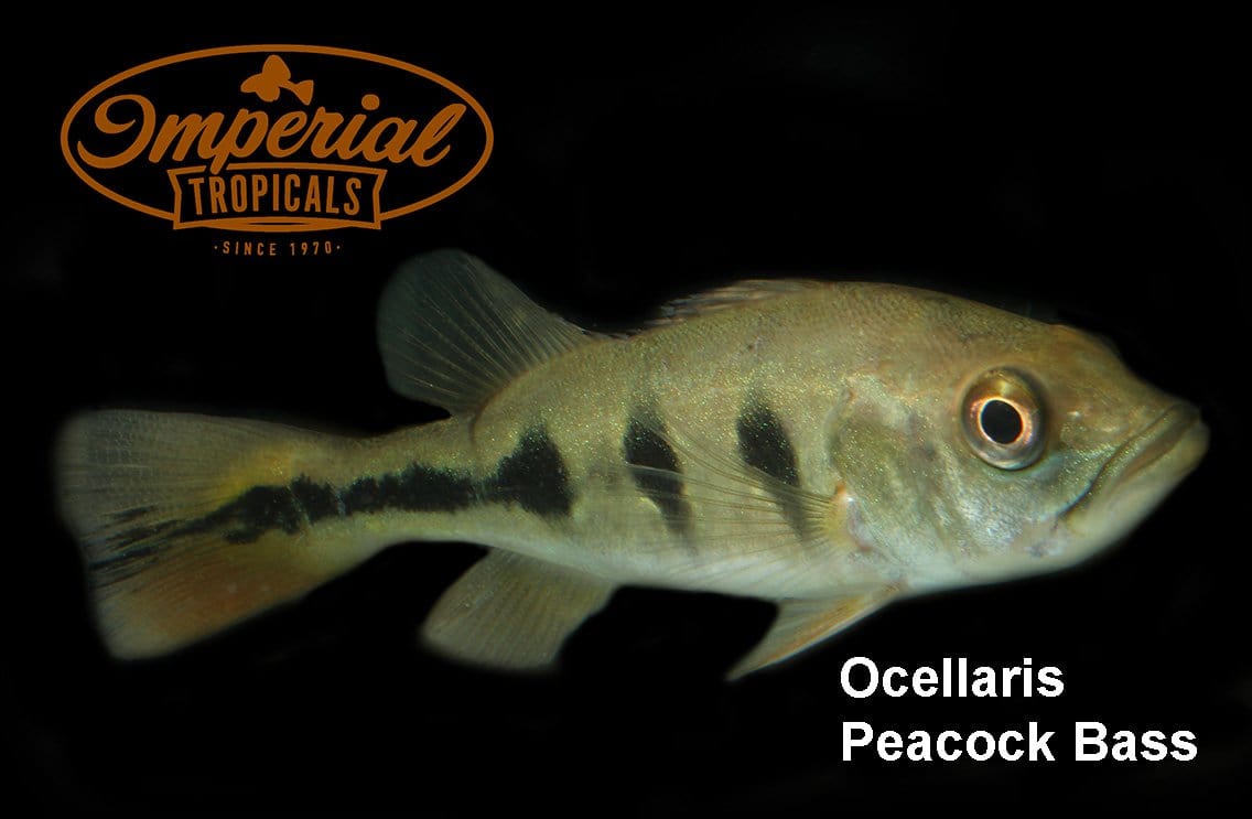 Butterfly Peacock Bass (Cichla ocellaris) - Imperial Tropicals