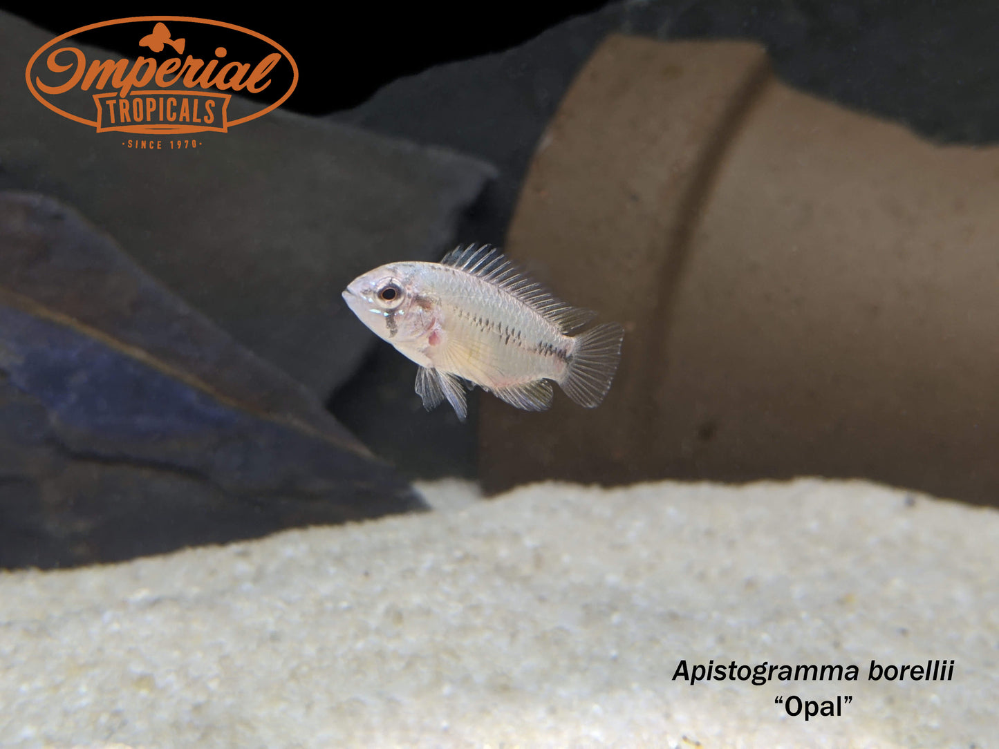 Apistogramma borellii "Opal"