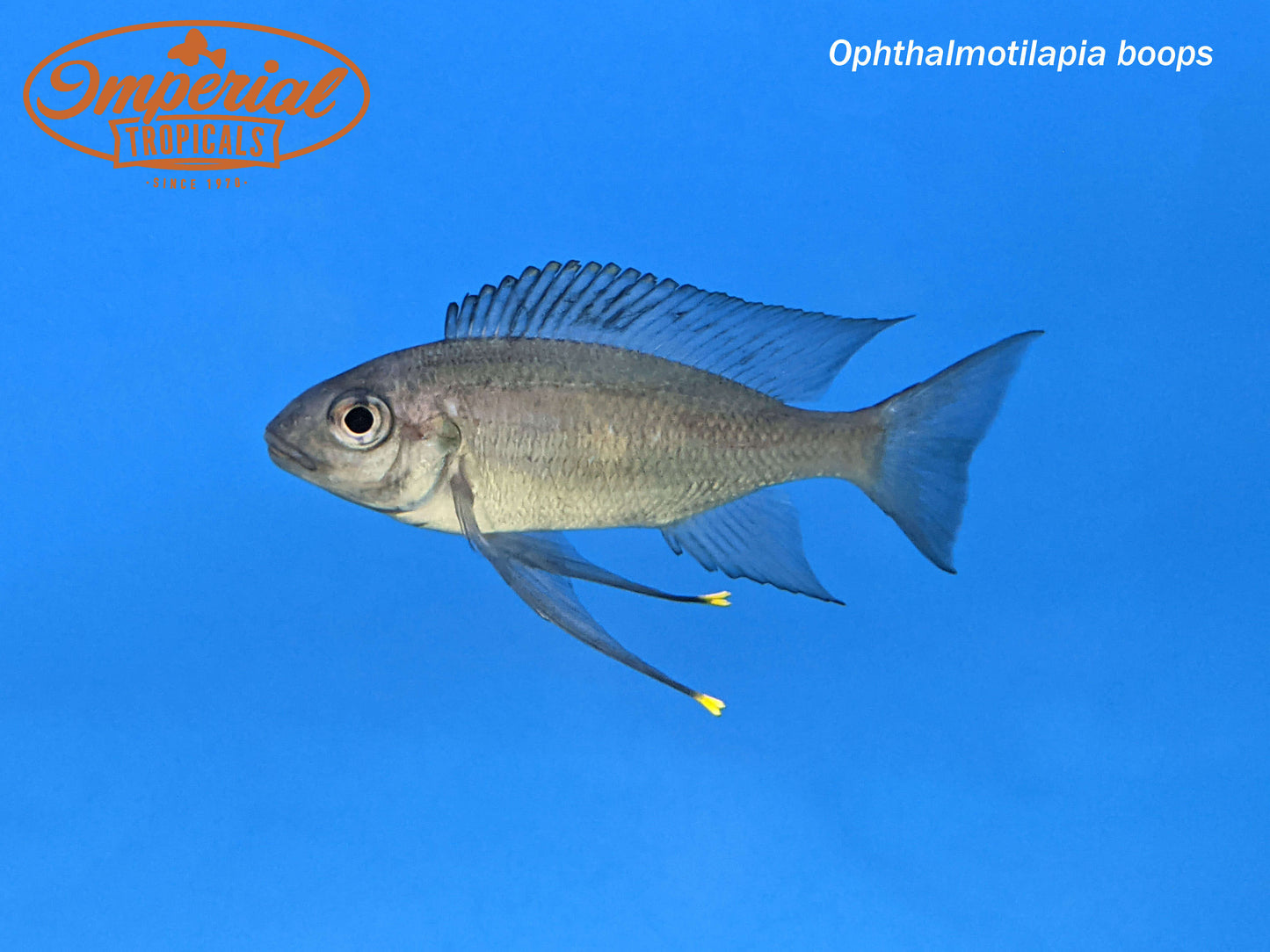 Nkondwe Silver Streak