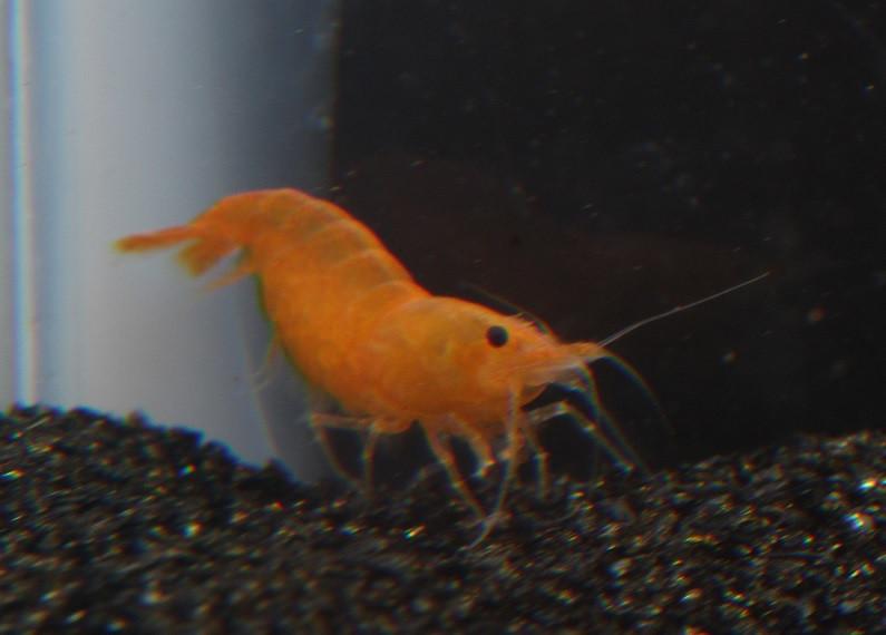 Orange Shrimp (Neocaridina davidi) - Imperial Tropicals
