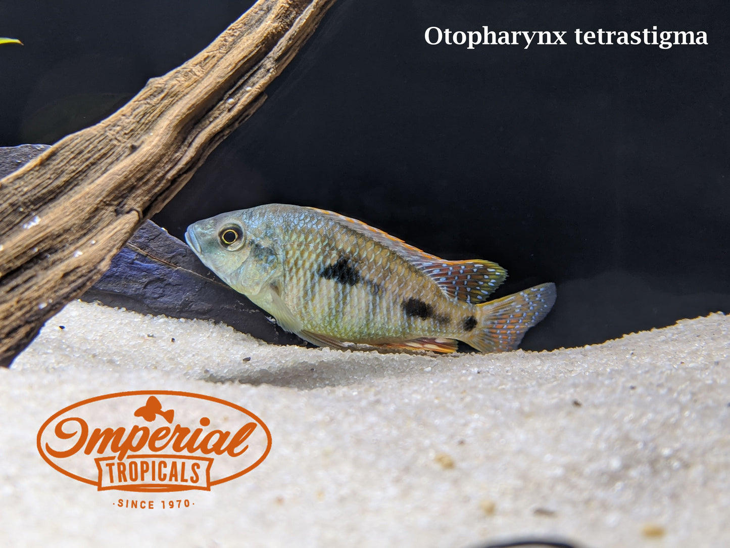 Otopharynx tetrastigma