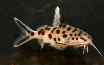 Cuckoo Catfish