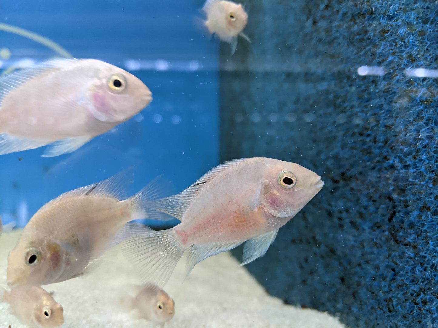 Pink Convict Cichlid