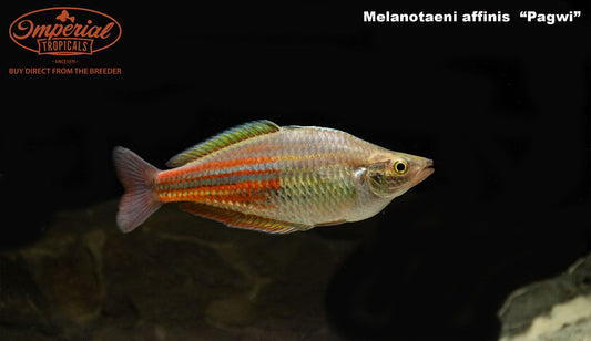 Pagwi Rainbowfish