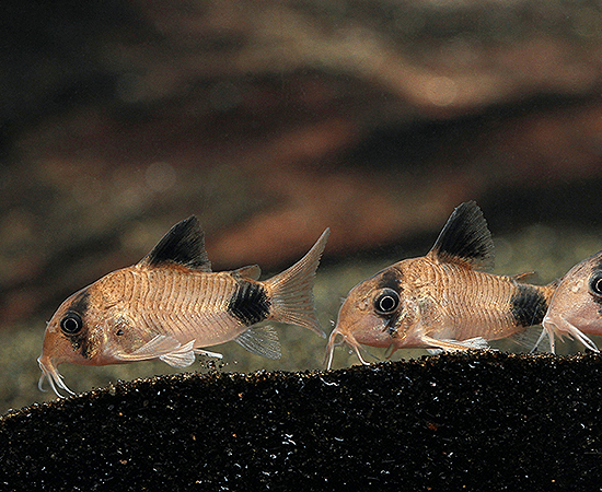 Panda Cory (Corydoras panda) - Imperial Tropicals