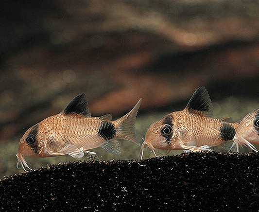 Panda Cory (Corydoras panda) - Imperial Tropicals