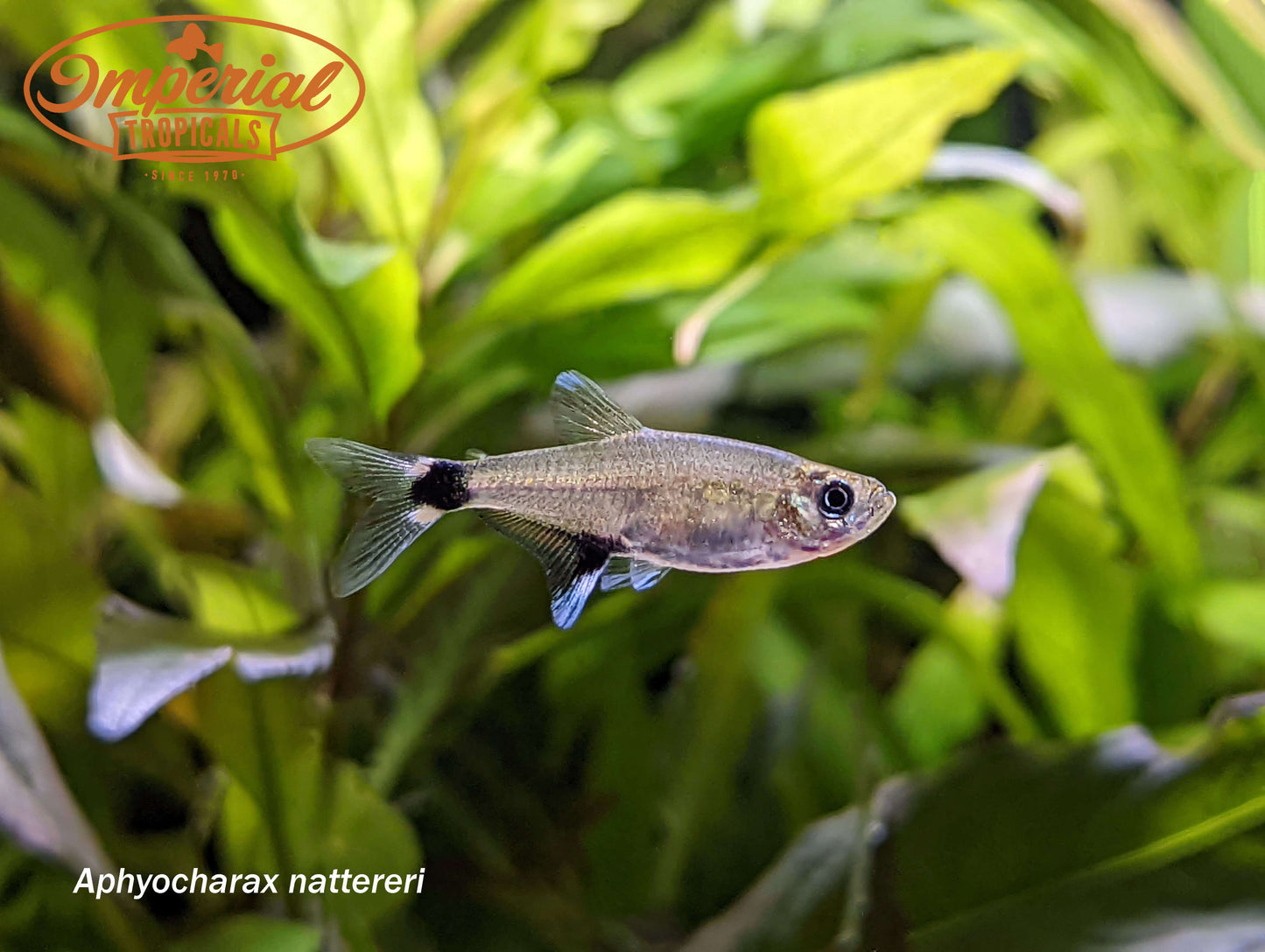 Panda Tetra