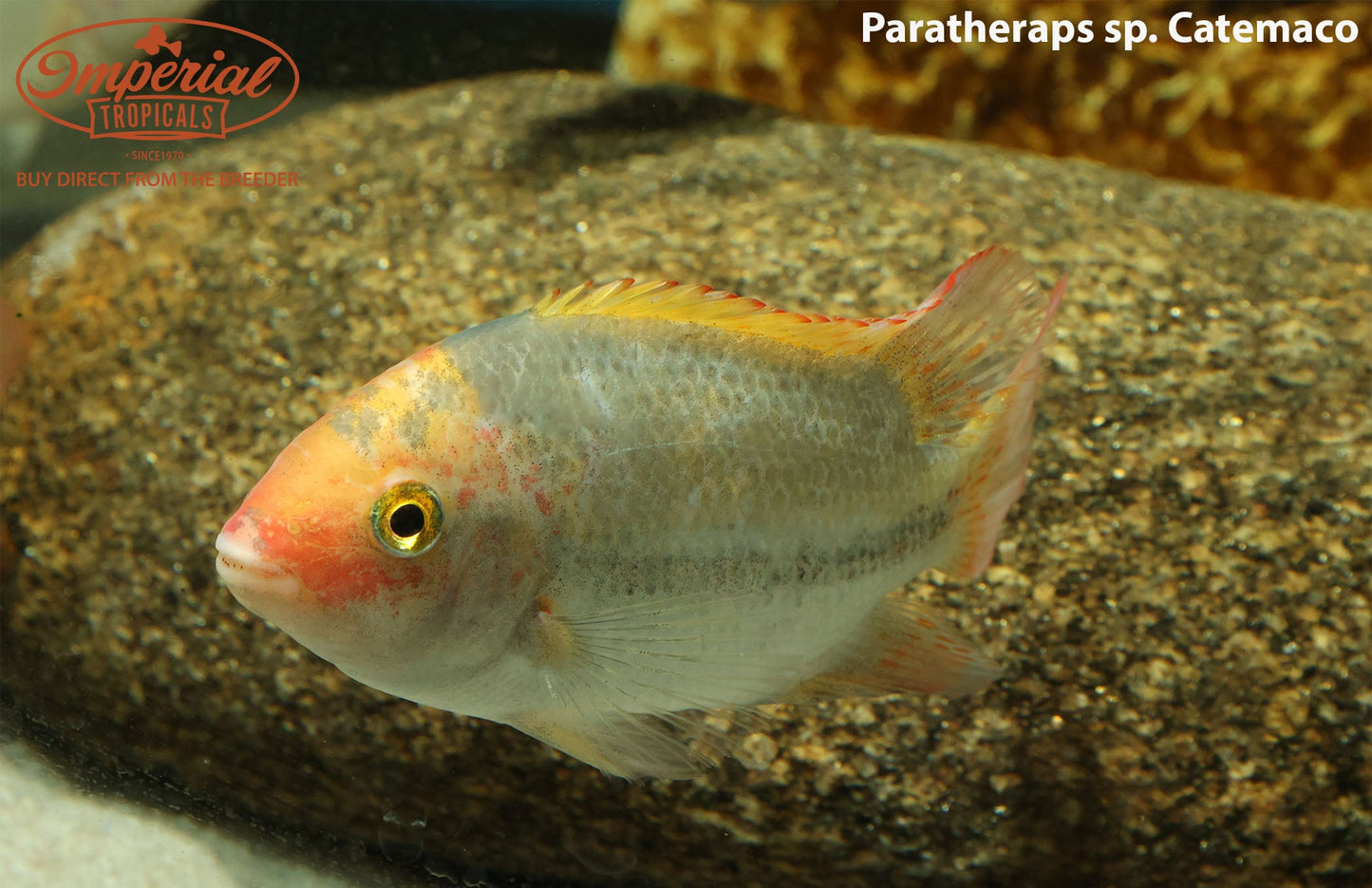 Paratheraps sp. catemaco