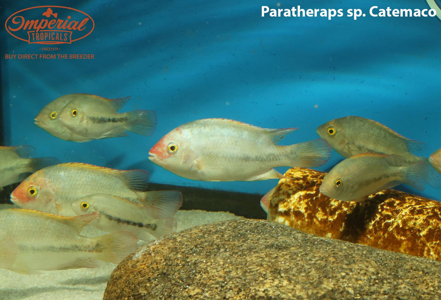 Paratheraps sp. catemaco