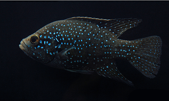 Starry Night Cichlid "Bleekeri" (Paratilapia polleni) - Imperial Tropicals