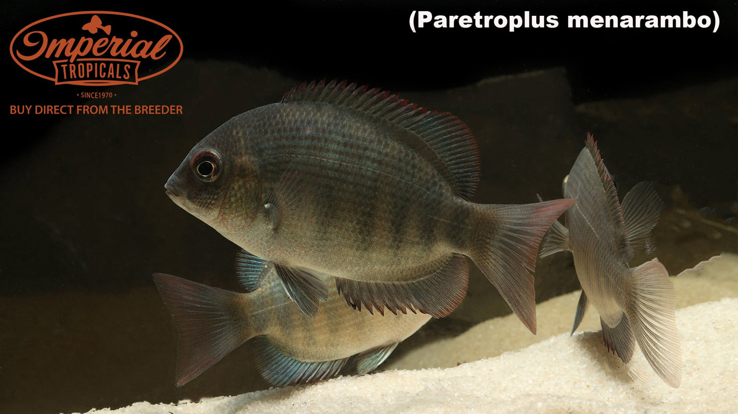 Pinstripe Damba Cichlid