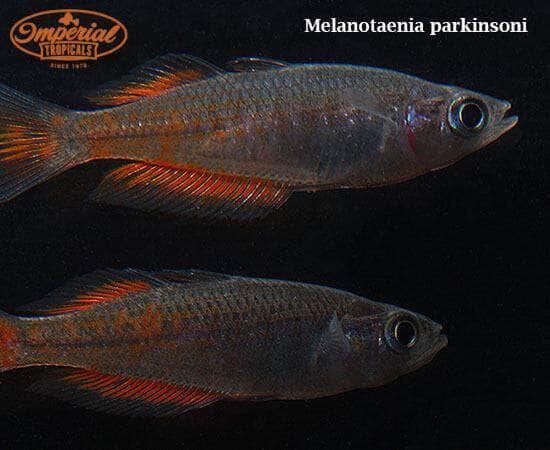 Parkinsoni Rainbowfish