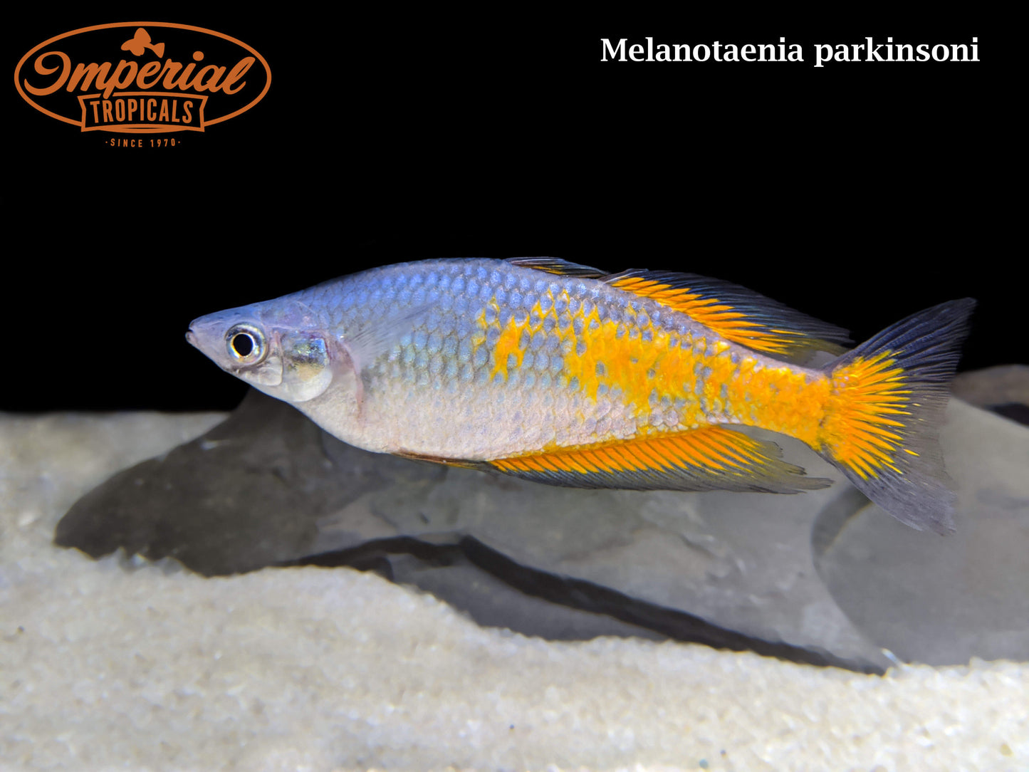 Parkinsoni Rainbowfish