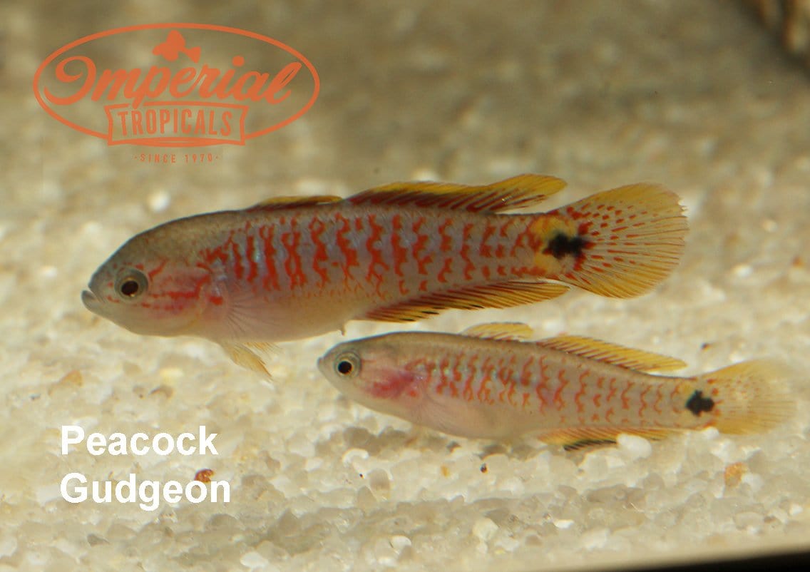 Peacock Gudgeon (Tateurndina ocellicauda) - Imperial Tropicals