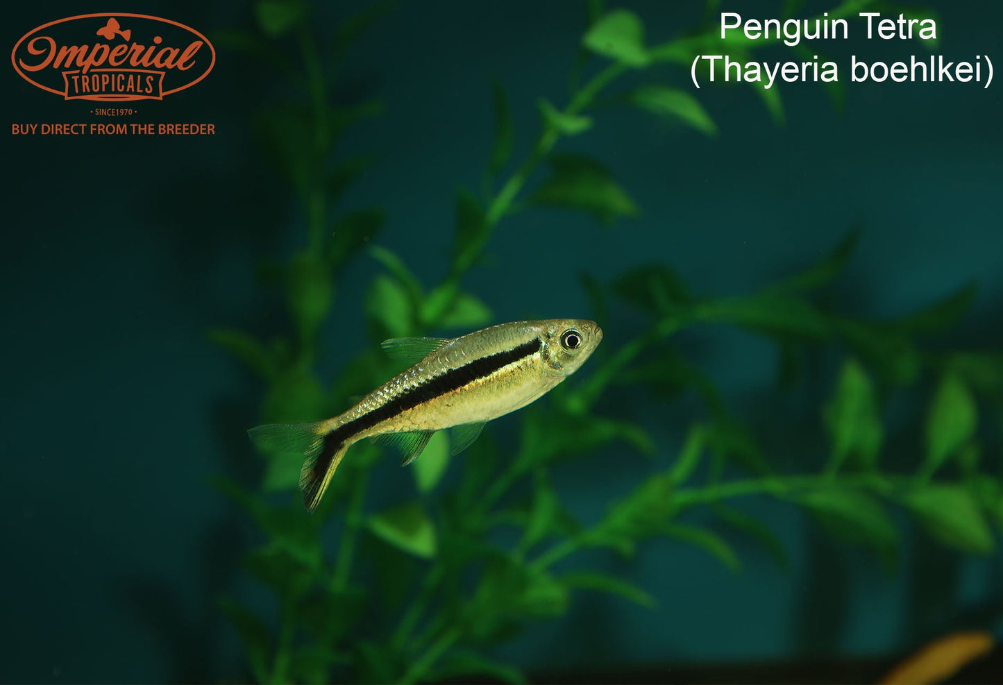Penguin Tetra