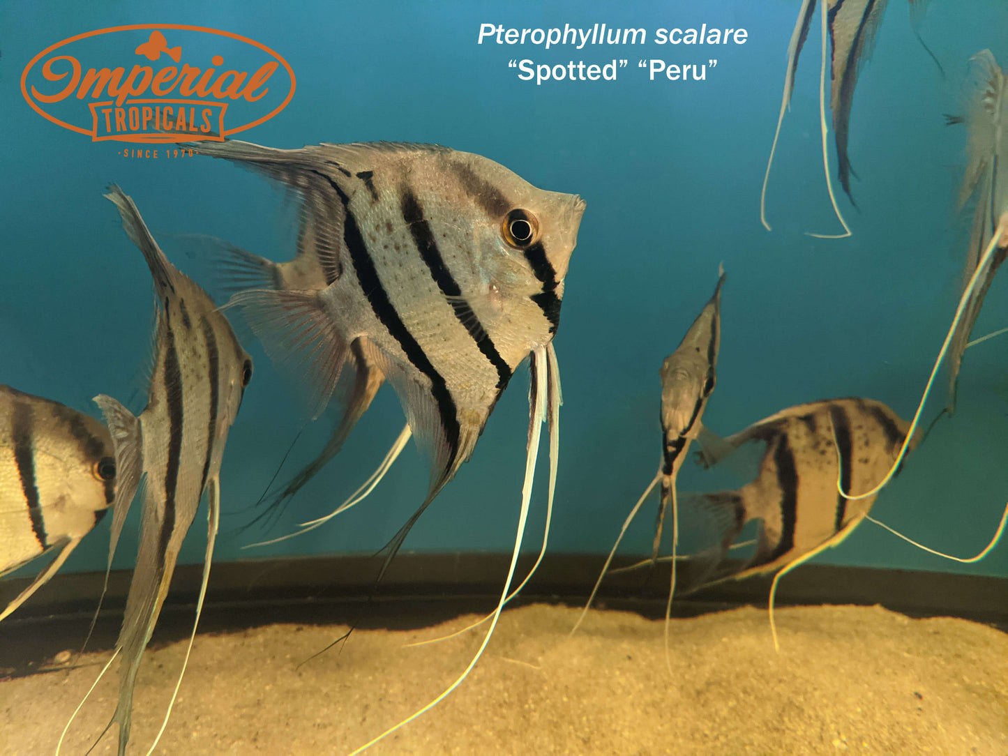 Peruvian Spotted Angelfish