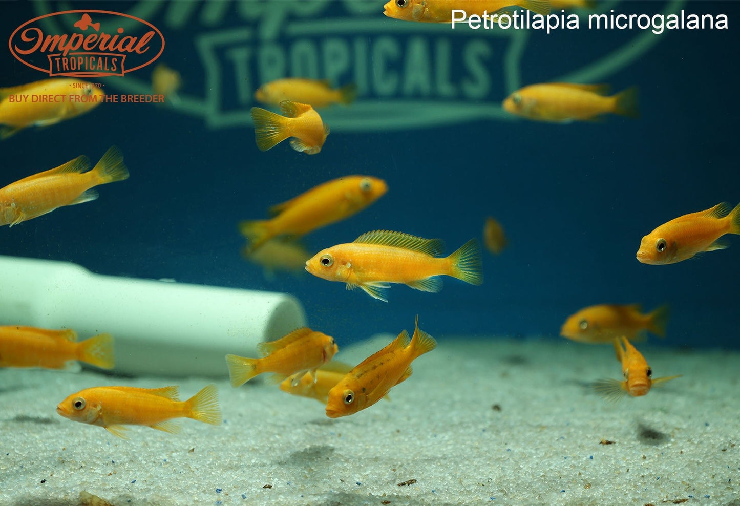 Petrotilapia microgalana. "Nkhata Orange"