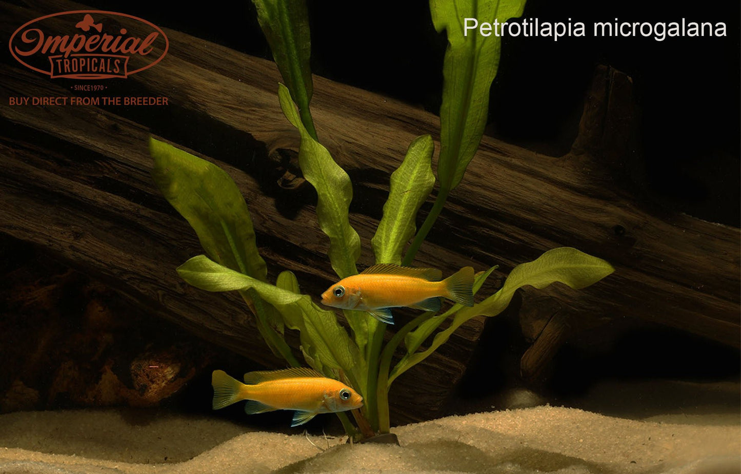 Petrotilapia microgalana. "Nkhata Orange"