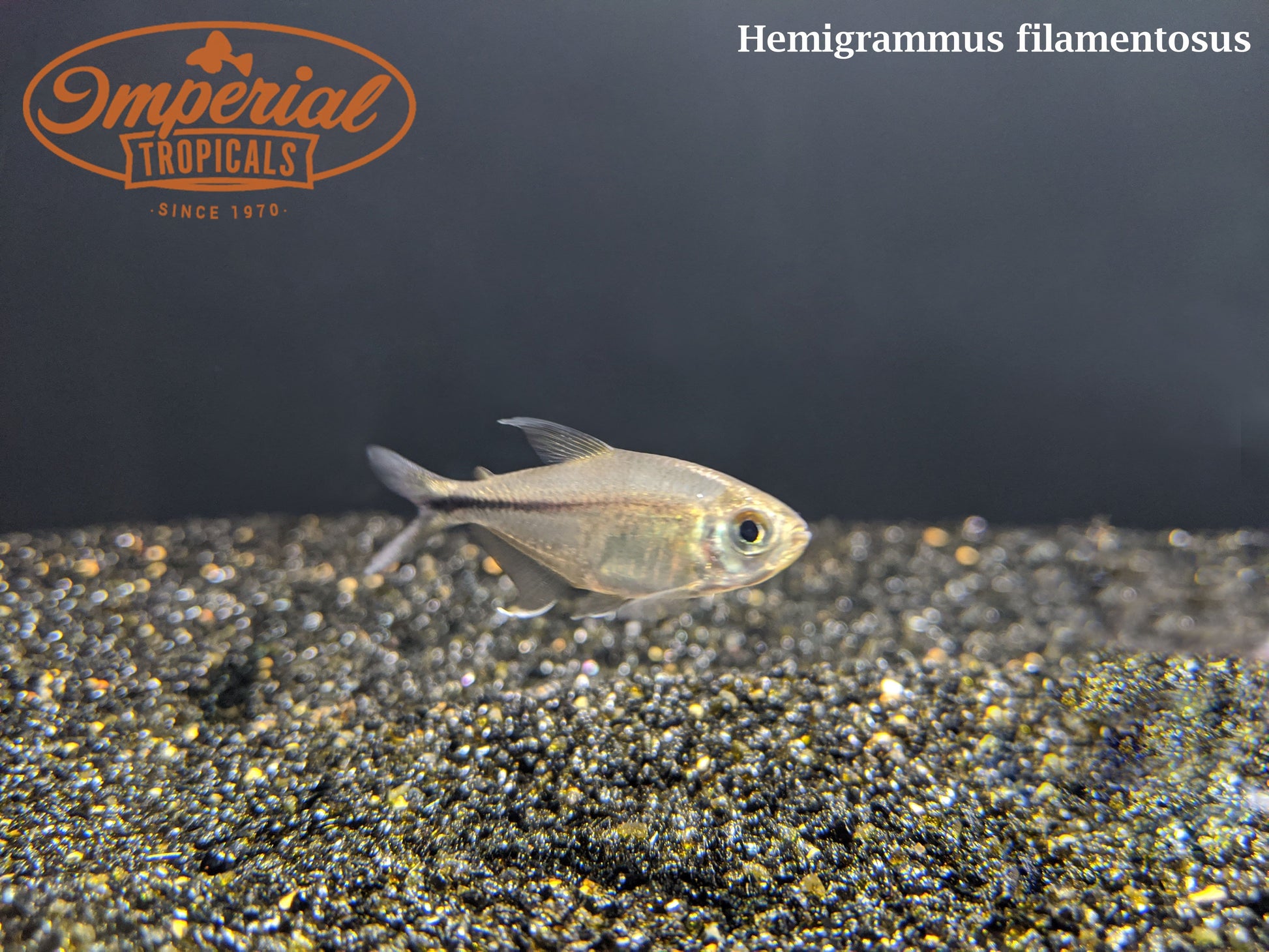 Phoenix Tetra (Hemigrammus filamentosus) - Imperial Tropicals