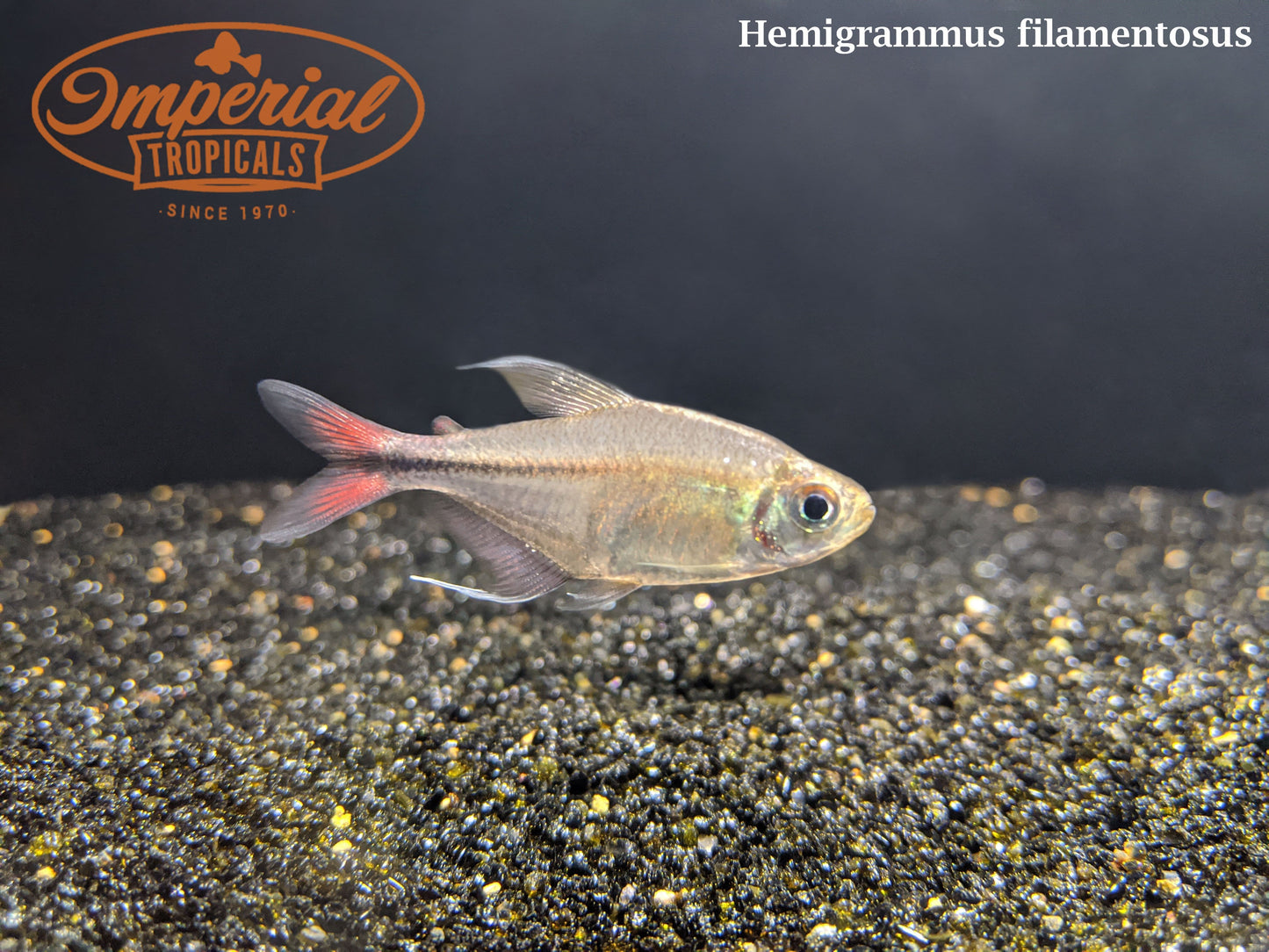 Phoenix Tetra (Hemigrammus filamentosus) - Imperial Tropicals