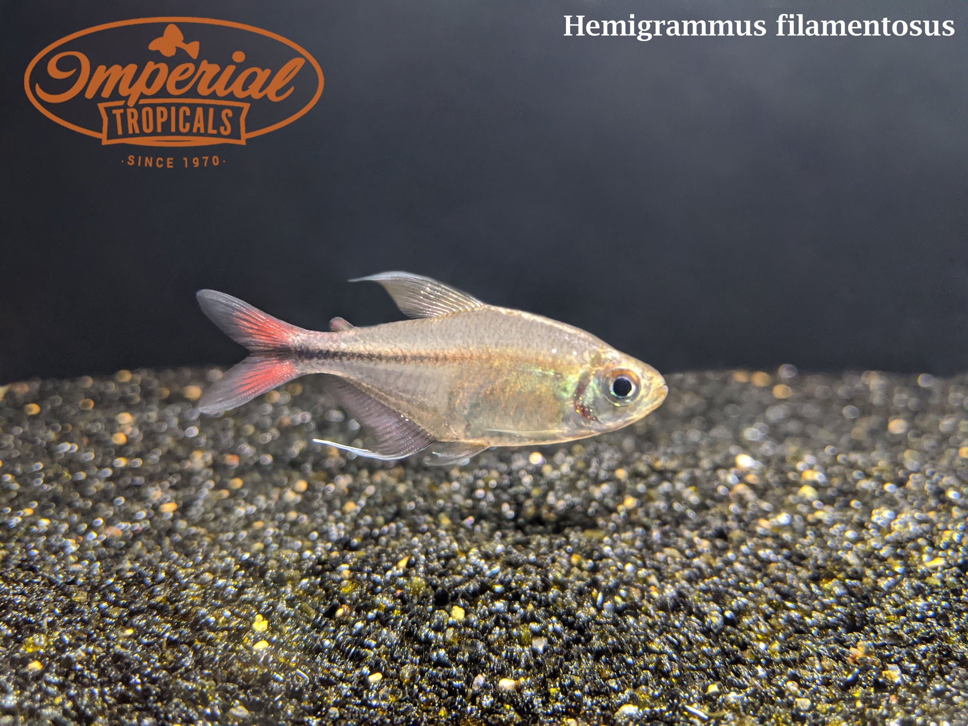 Phoenix Tetra (Hemigrammus filamentosus) - Imperial Tropicals