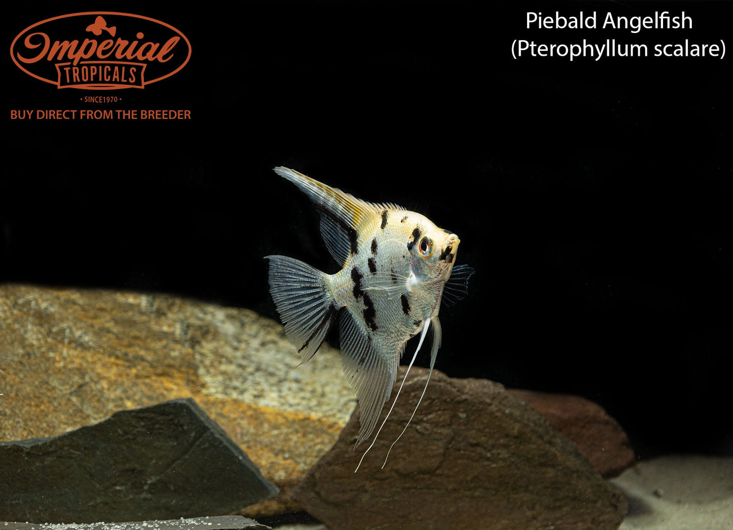 Piebald Angelfish