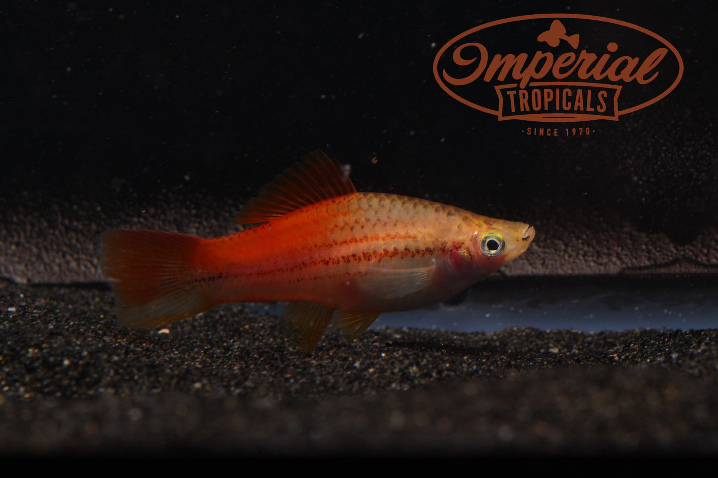 Pineapple Swordtail (Xiphophorus hellerii) - Imperial Tropicals