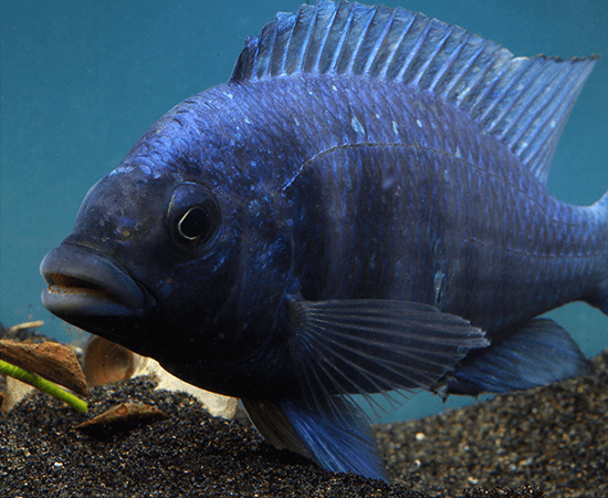 Star Sapphire (Placidochromis sp. Phenochilus Tanzania) - Imperial Tropicals