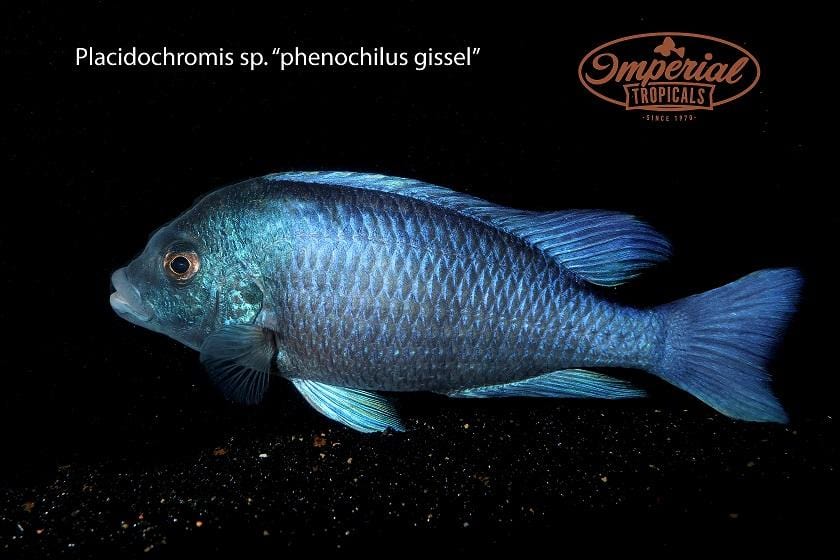 (Placidochromis sp. Phenochilus Gissel) - Imperial Tropicals