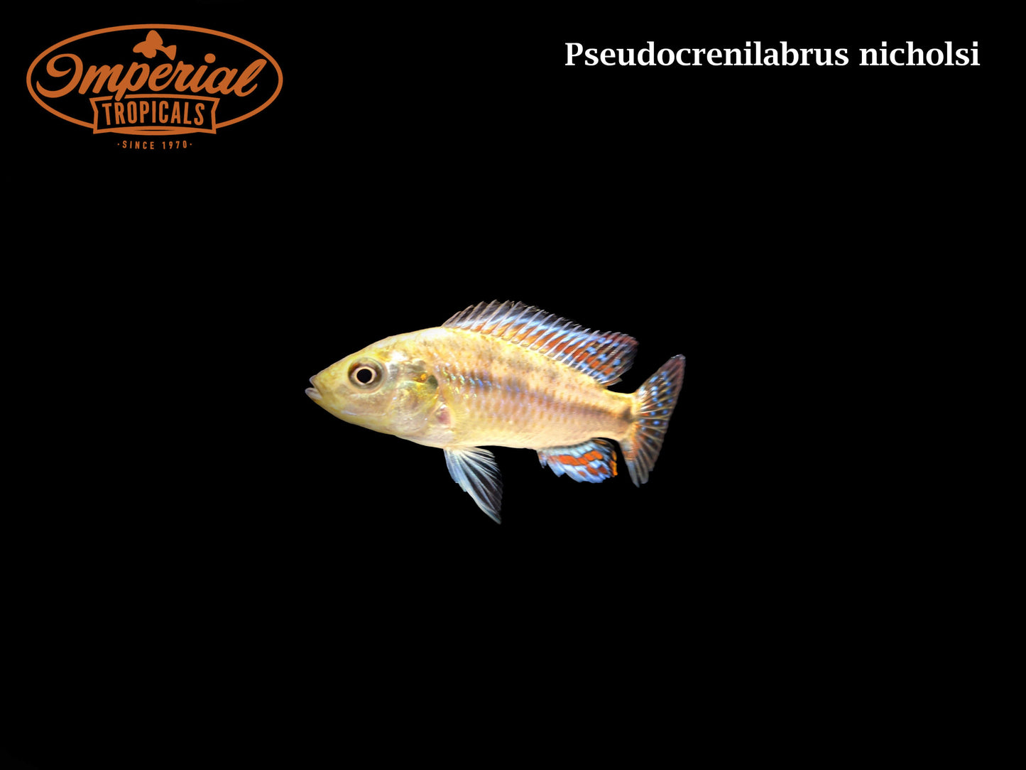 West African Mouthbrooder