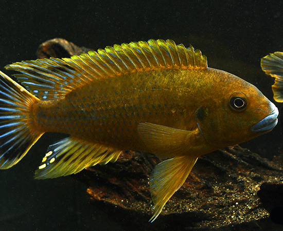 Williamsi Blue Lips (Pseudotropheus sp.) - Imperial Tropicals