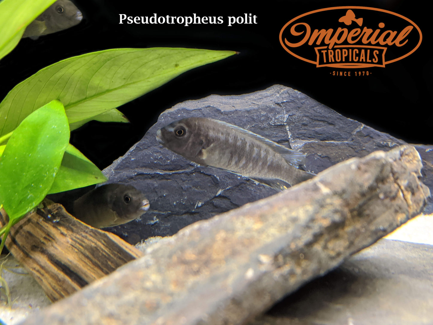 Pseudotropheus polit