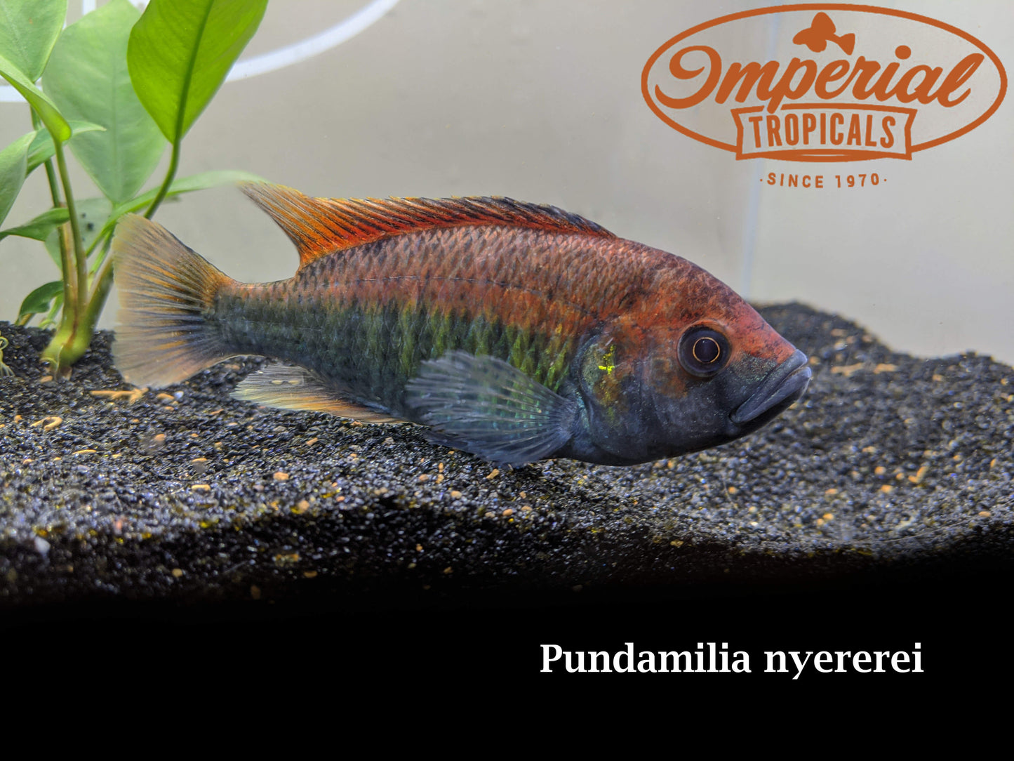 Pundamilia nyererei