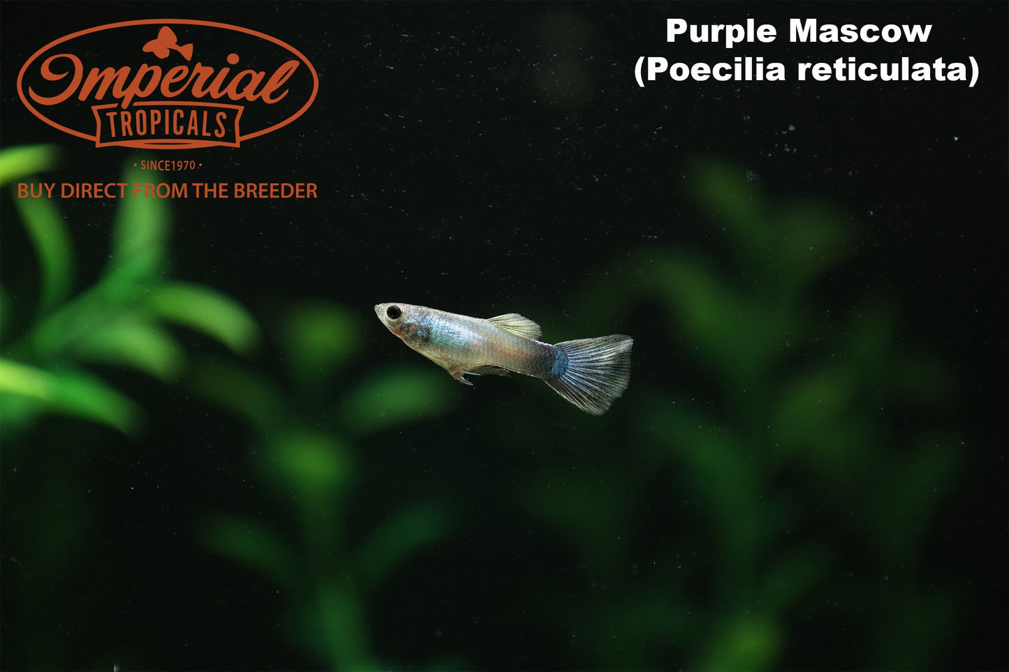 Purple Moscow Guppy