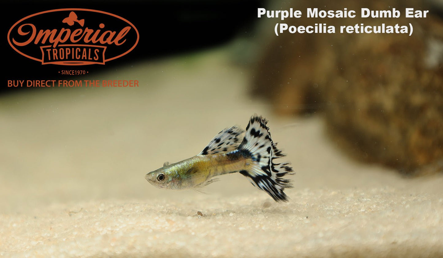 Purple Mosaic Dumbo Ear Guppy