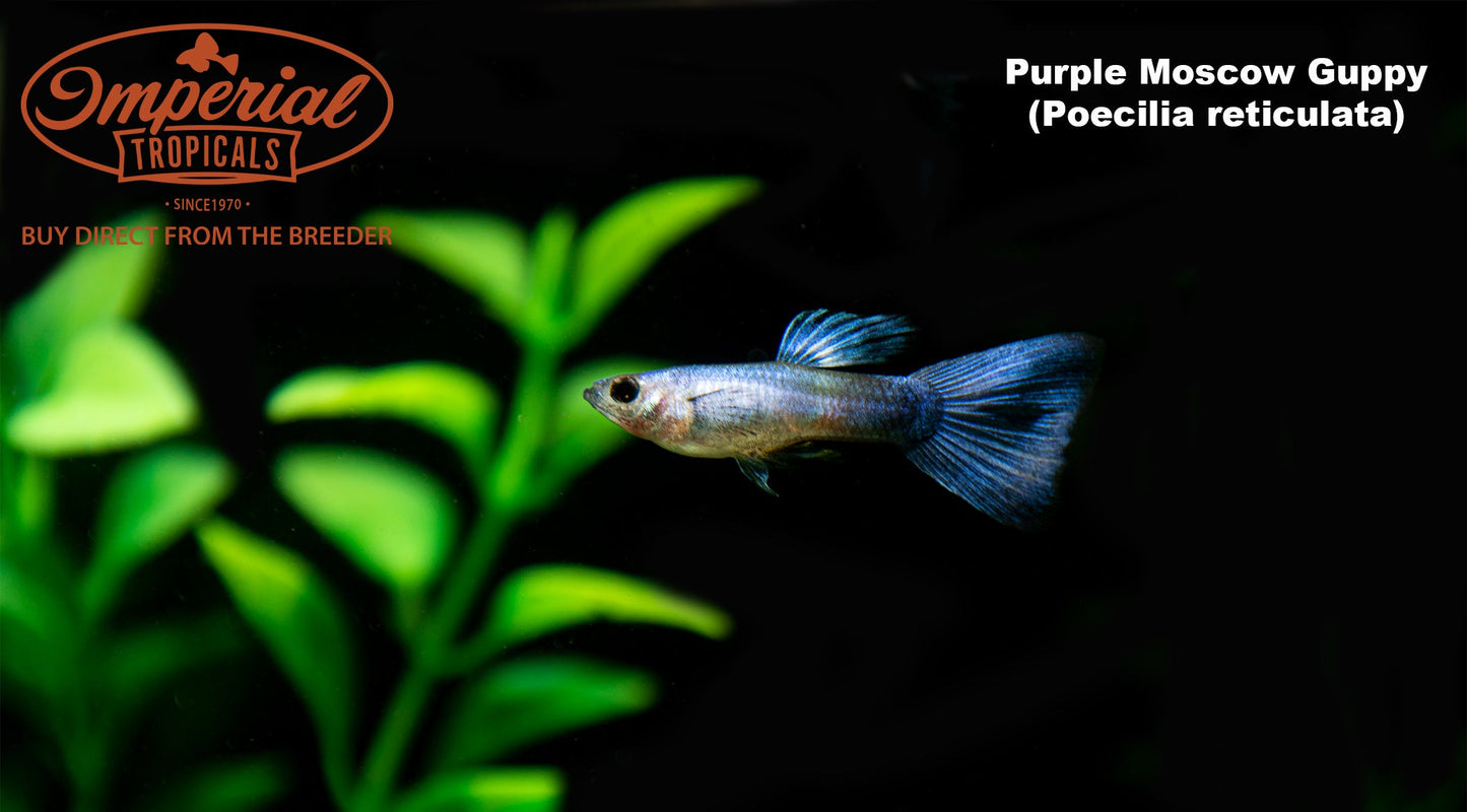 Purple Moscow Guppy