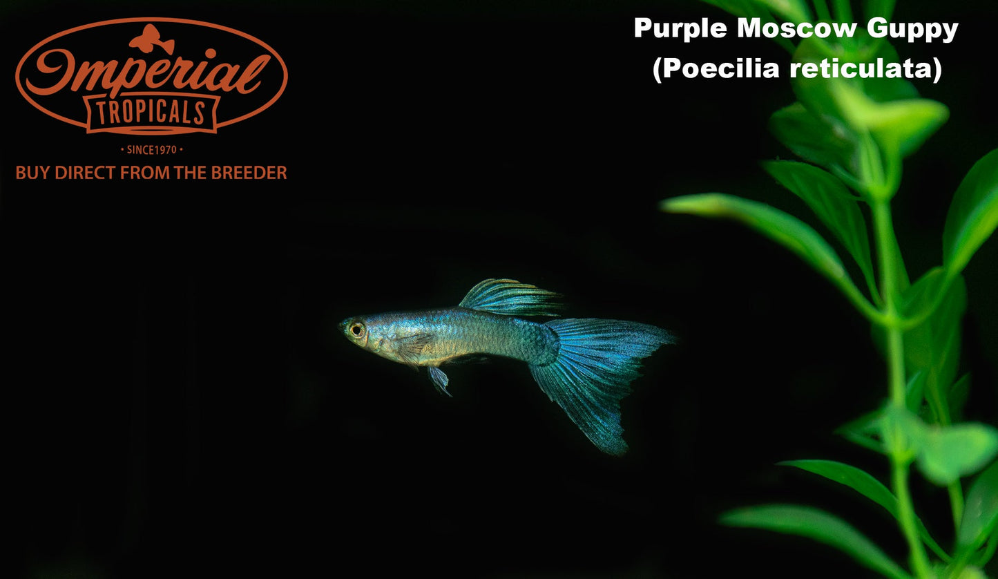 Purple Moscow Guppy