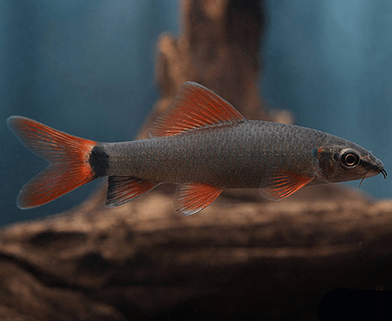 Rainbow Shark (Epalzeorhynchos frenatum) - Imperial Tropicals
