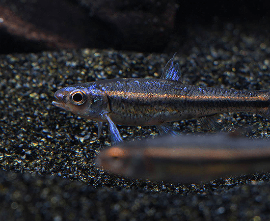 Rainbow Shiner (Notropis chrosomus) - Imperial Tropicals